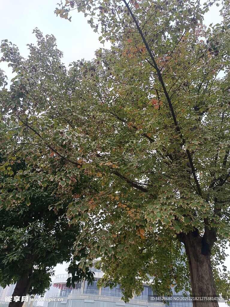 秋日繁茂树木景观