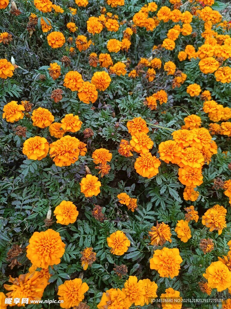 一片灿烂的橙色万寿菊