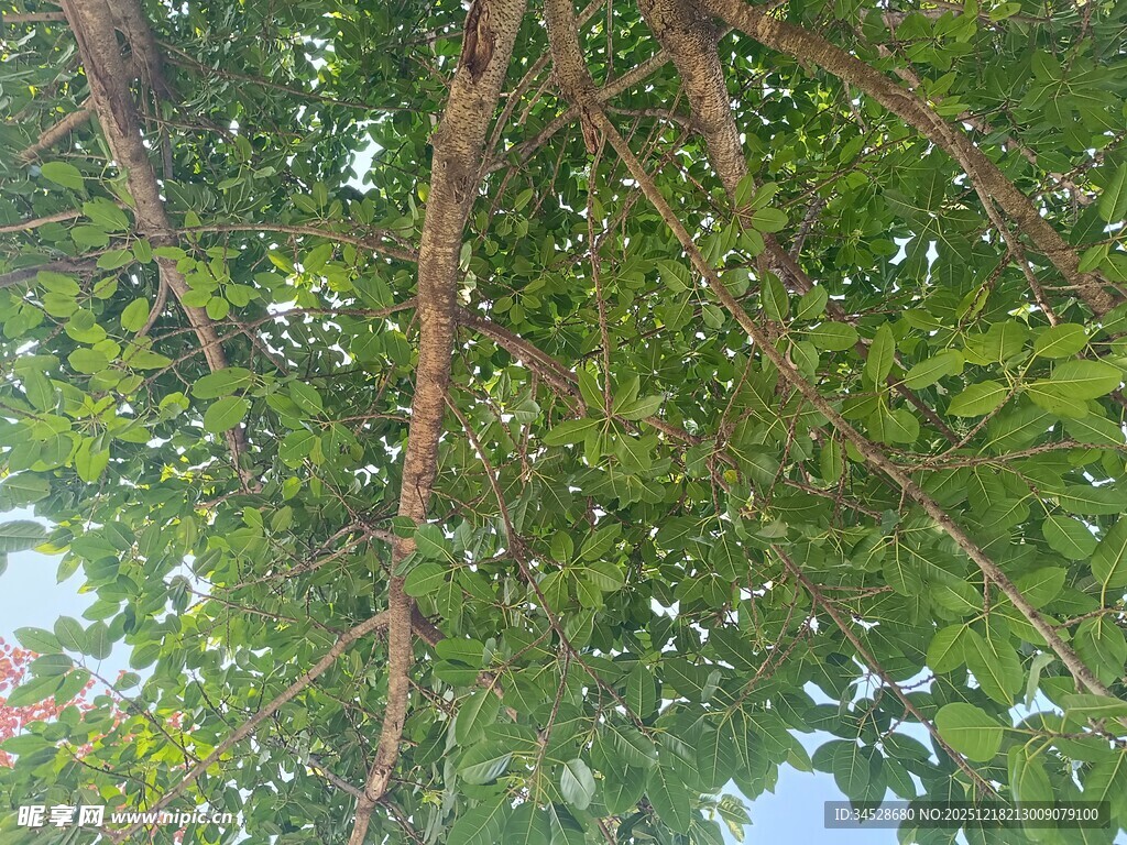 仰视茂密树林中的树干枝叶