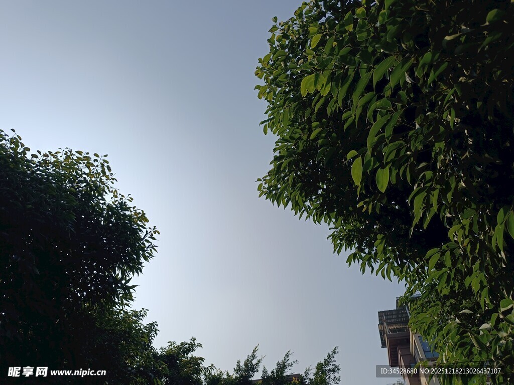 仰视绿树间的天空