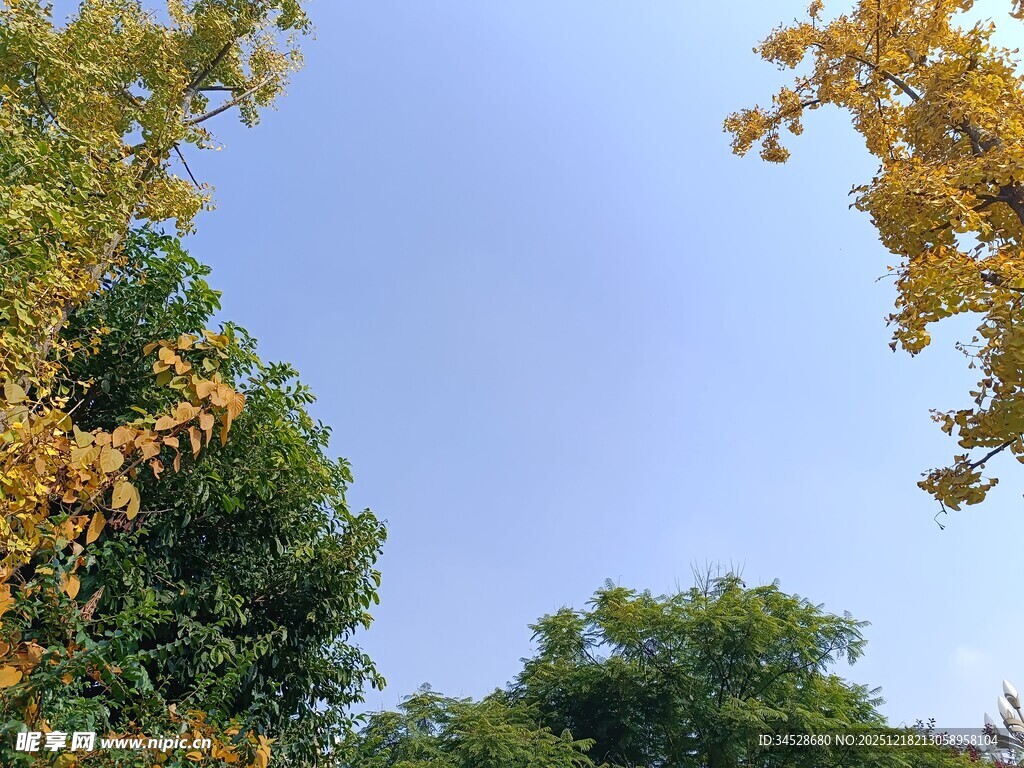 秋日树梢与蓝天美景