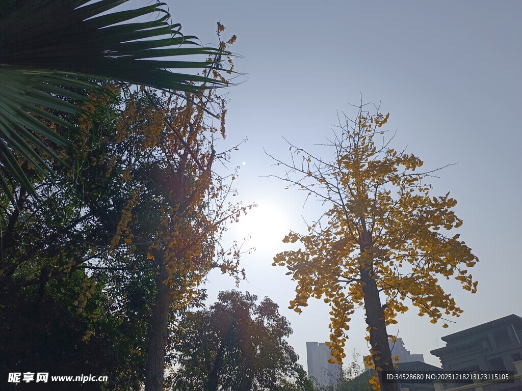 秋日阳光下的树木景致