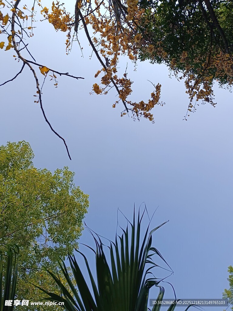 树梢间的蓝天绿意