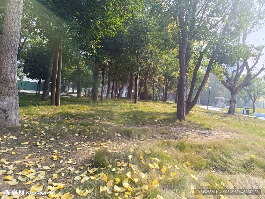 秋日林间落叶景致