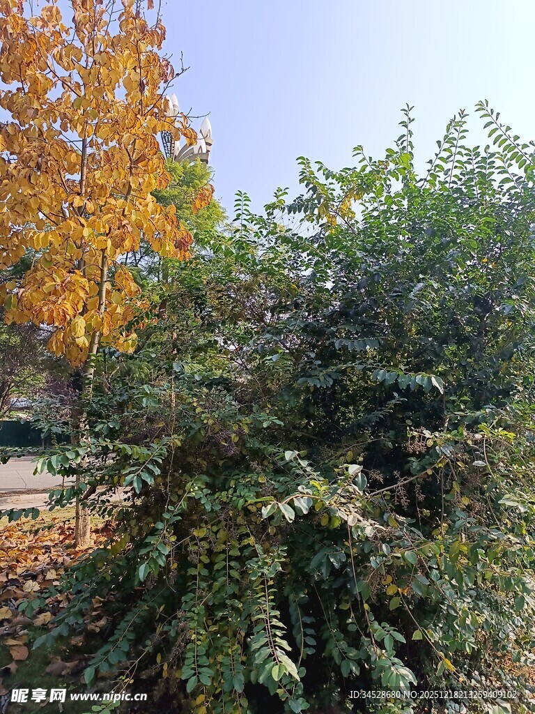 秋日繁茂的绿植景观