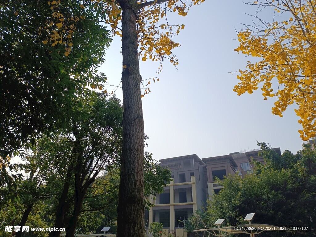 秋日校园树木与建筑景观