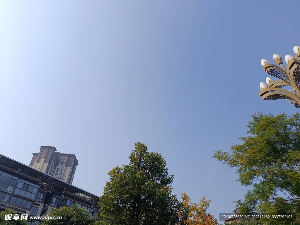 城市树梢上的别致路灯