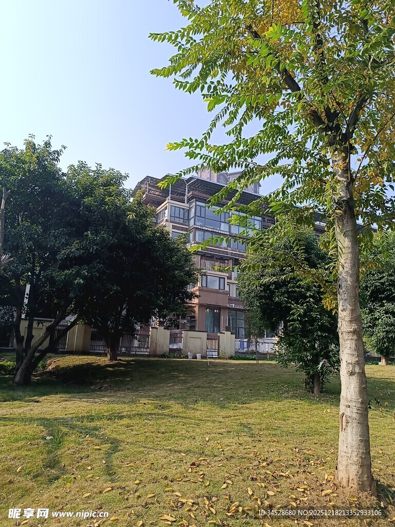 校园中的绿树与建筑