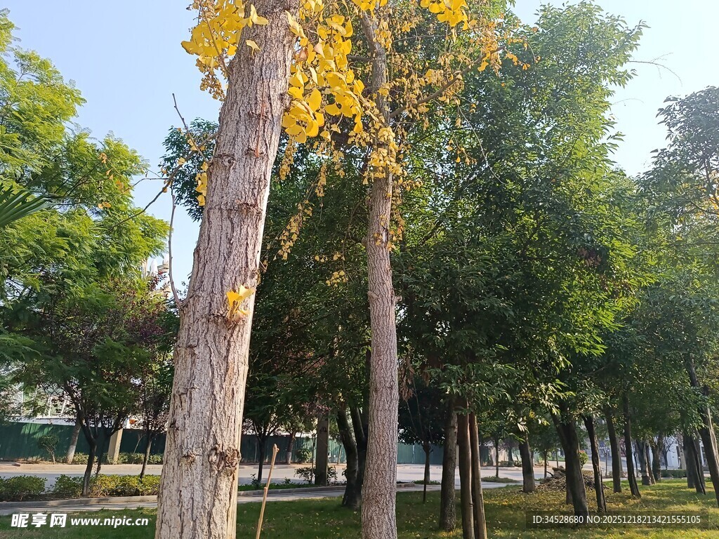 秋日公园的挺拔树木