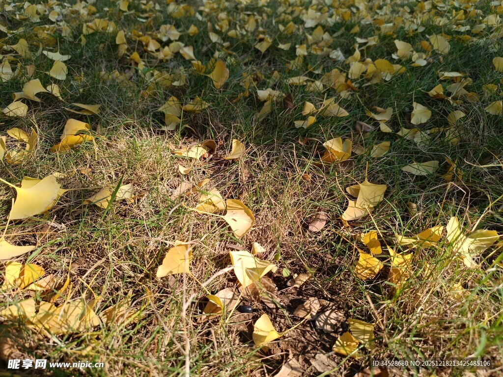 秋日银杏落叶铺满草地