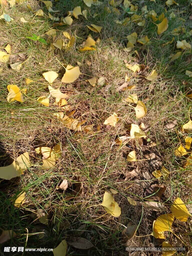 秋日草地银杏落叶美景