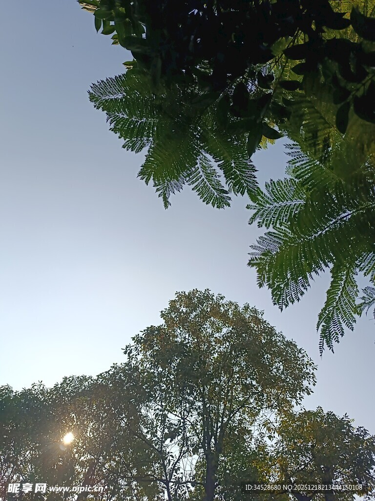 透过枝叶见阳光