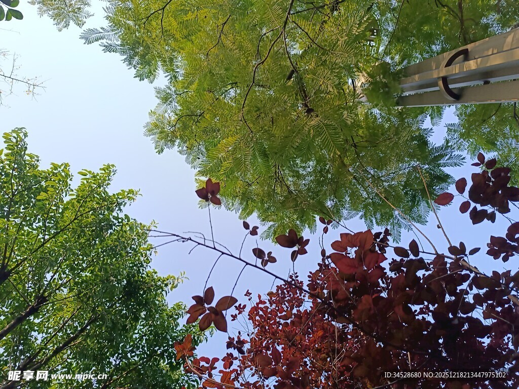 仰视多彩树木景观