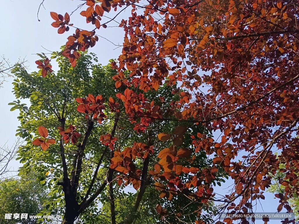 秋日红叶绿树美景