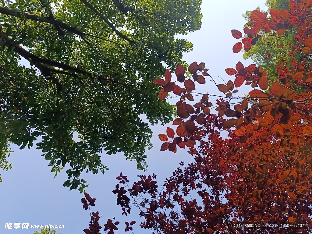 红绿交织的树梢景致