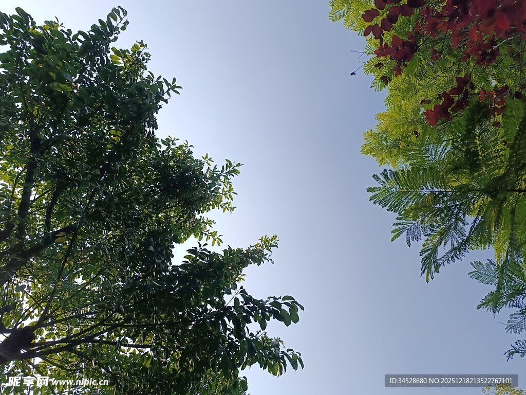 仰视绿树蓝天景致