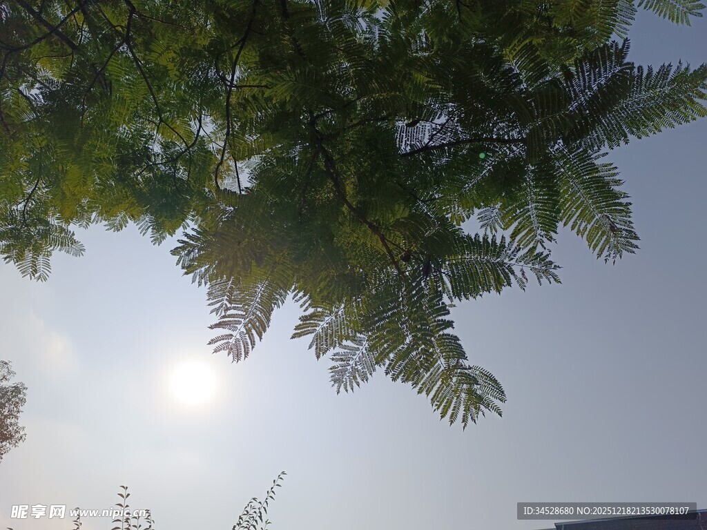 透过树叶看明亮阳光