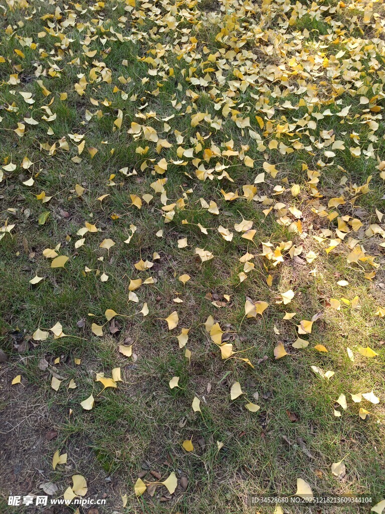 秋日草地落满金黄树叶