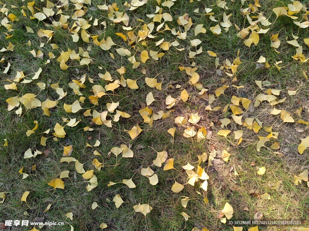 秋日银杏落叶铺满草地