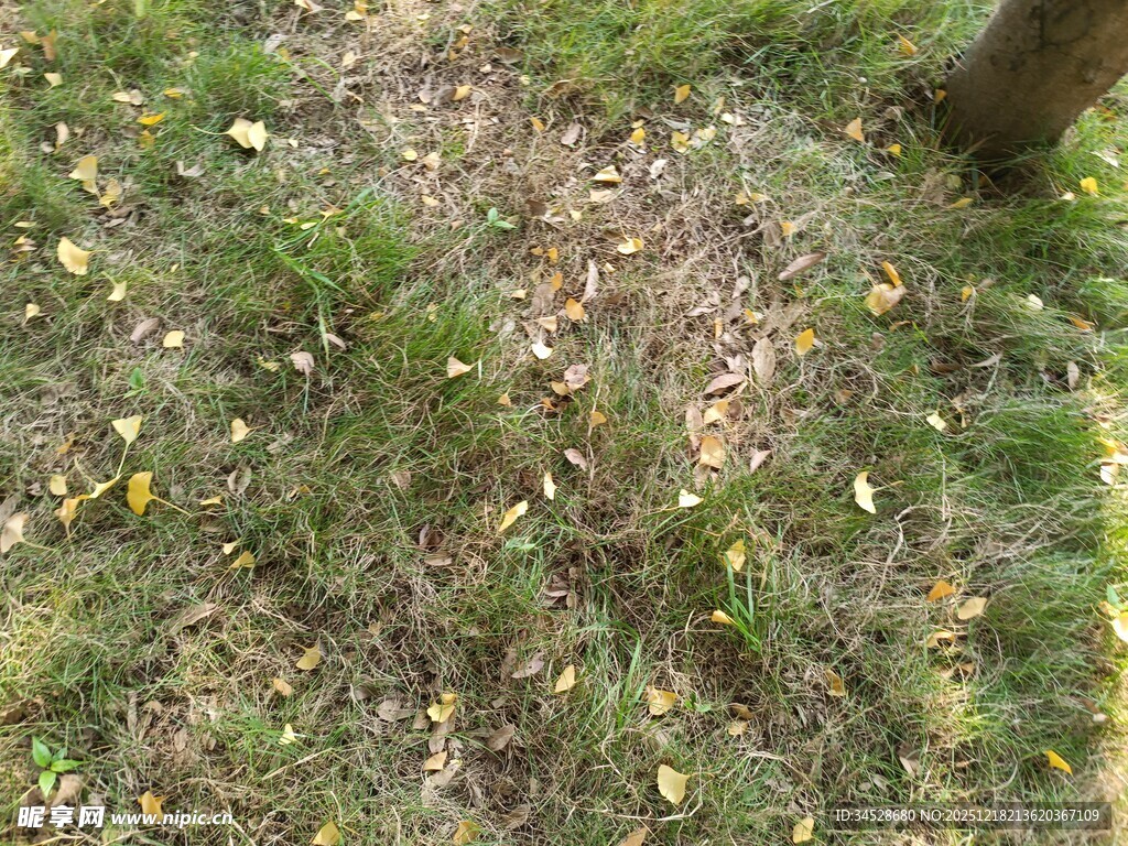 树下草地落叶景象