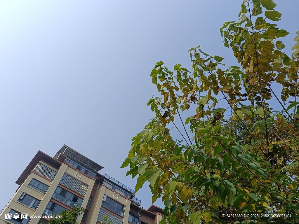 楼房旁的绿树蓝天景象