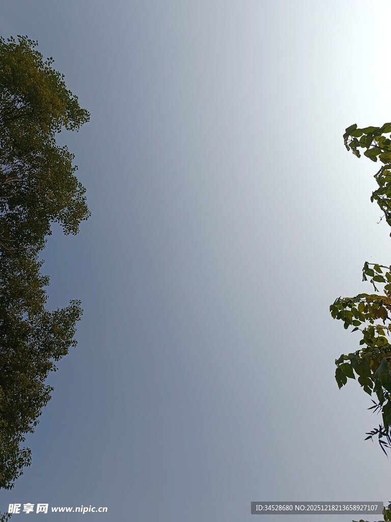 仰视绿树蓝天景象