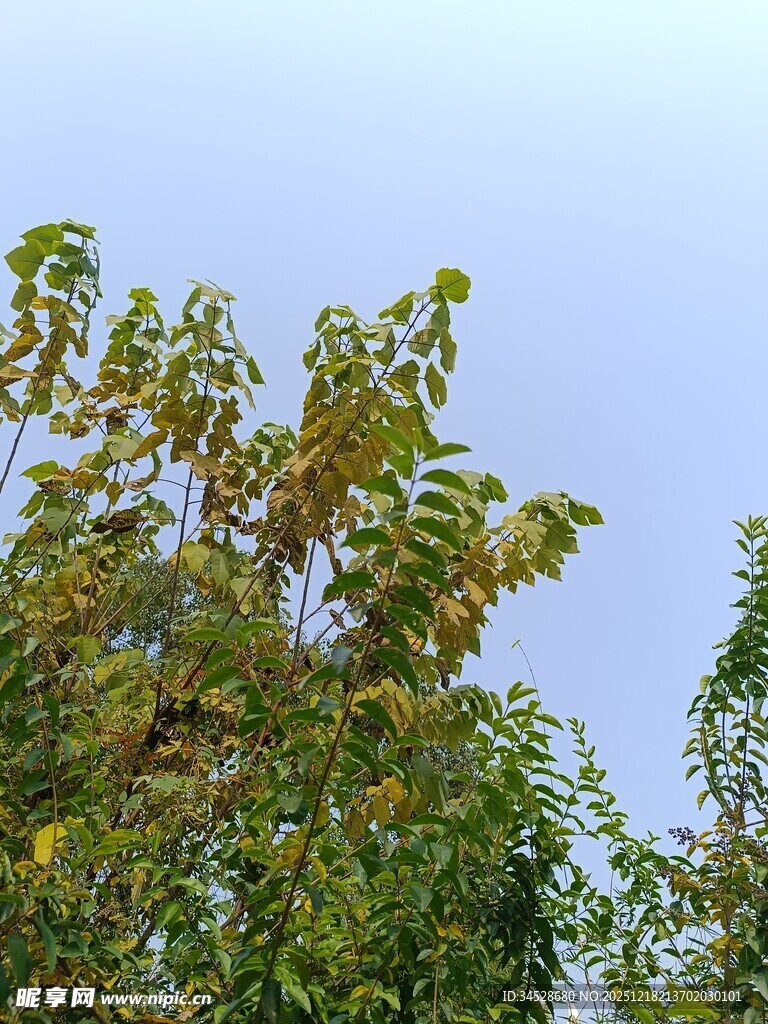 蓝天映衬下的繁茂绿树