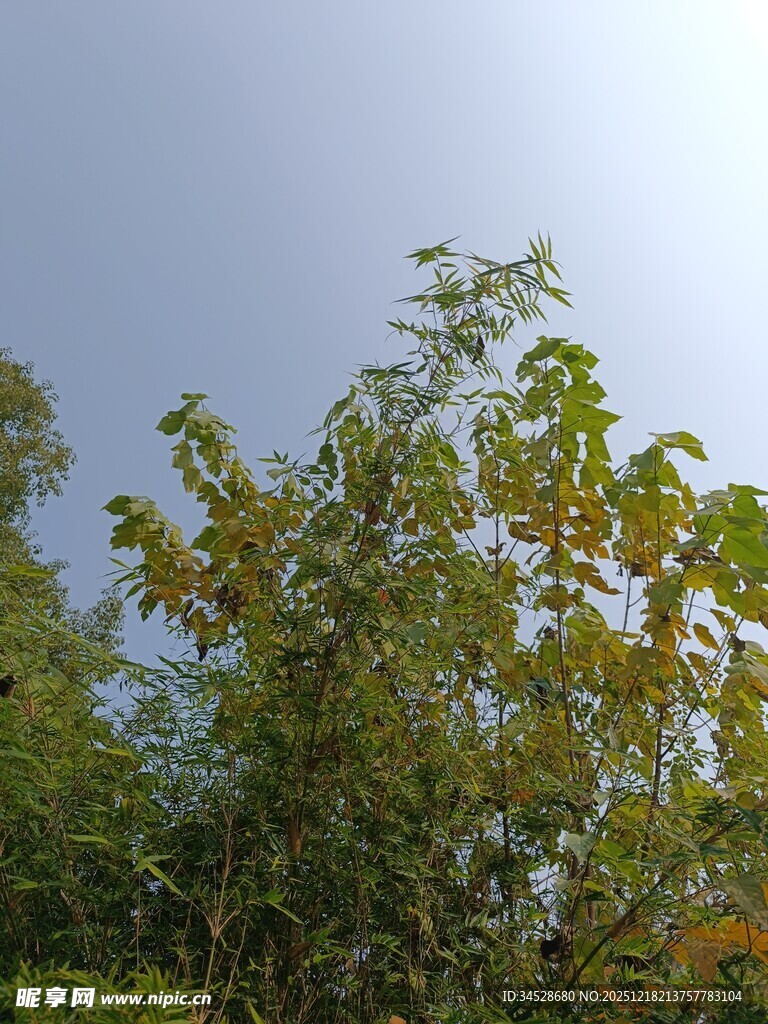 秋日树梢绿意与蓝天相映