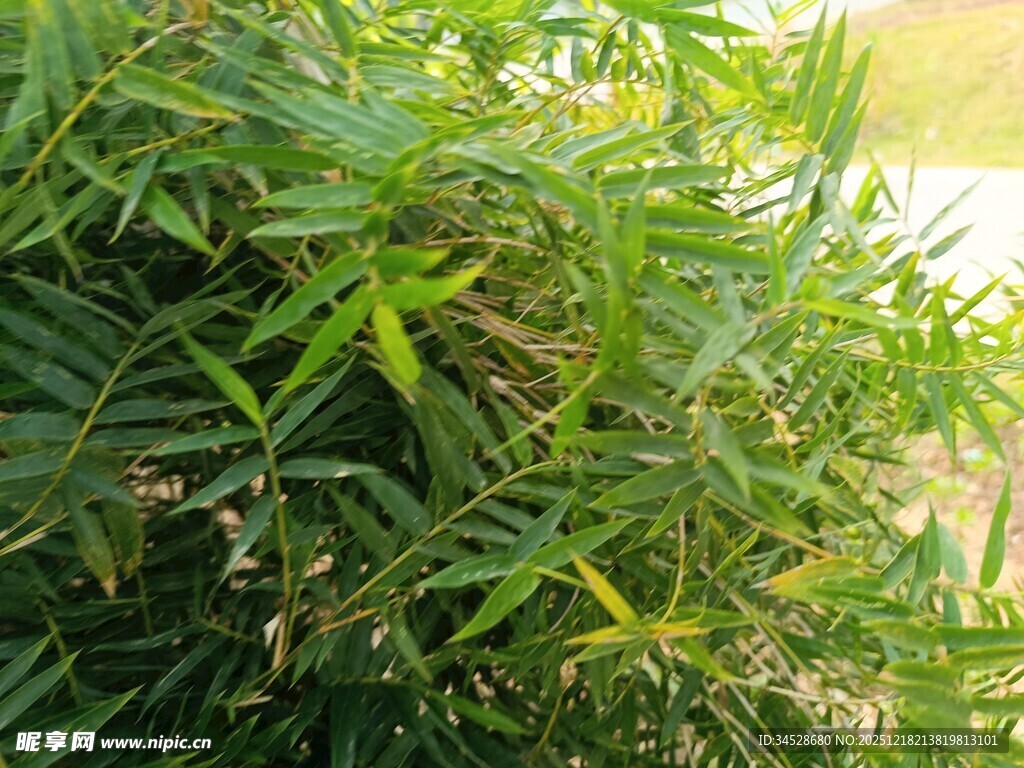 翠绿繁茂的丛生竹子