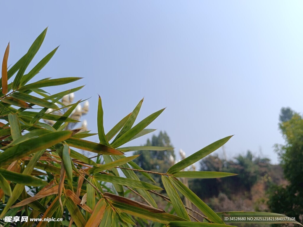 翠绿植物枝叶特写