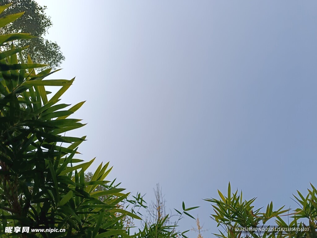 仰视葱郁竹林与晴朗天空