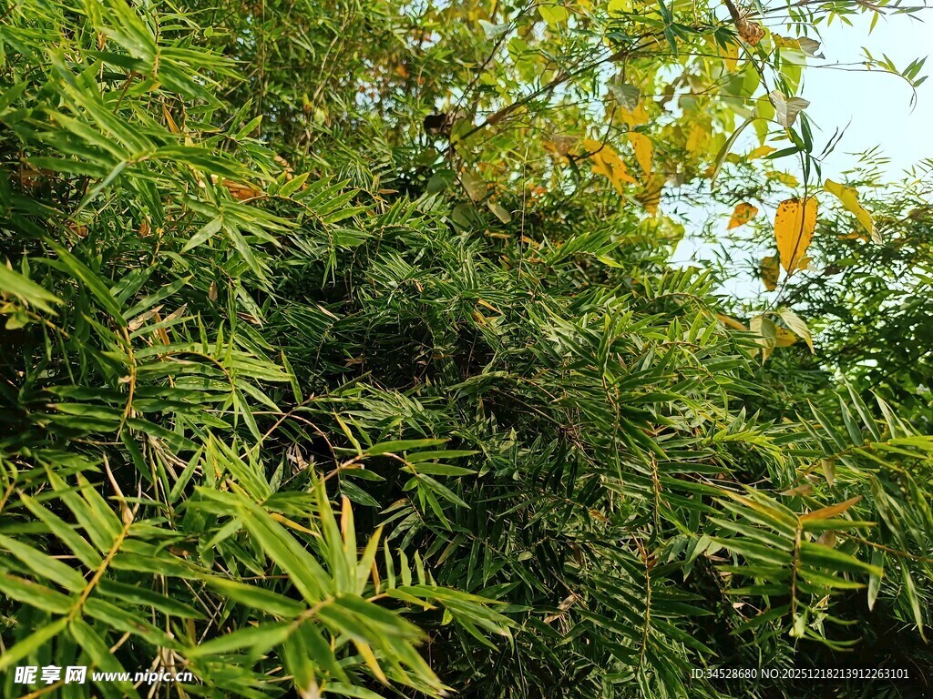 茂密翠绿的竹林景致