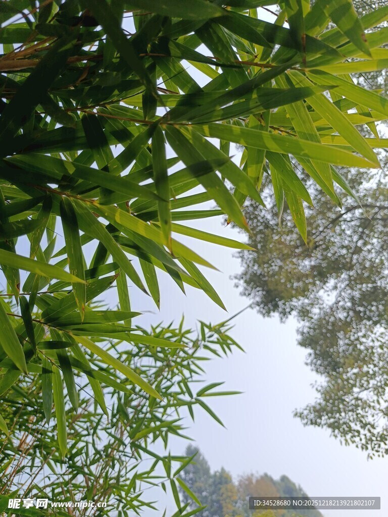 翠绿竹叶间的自然景致