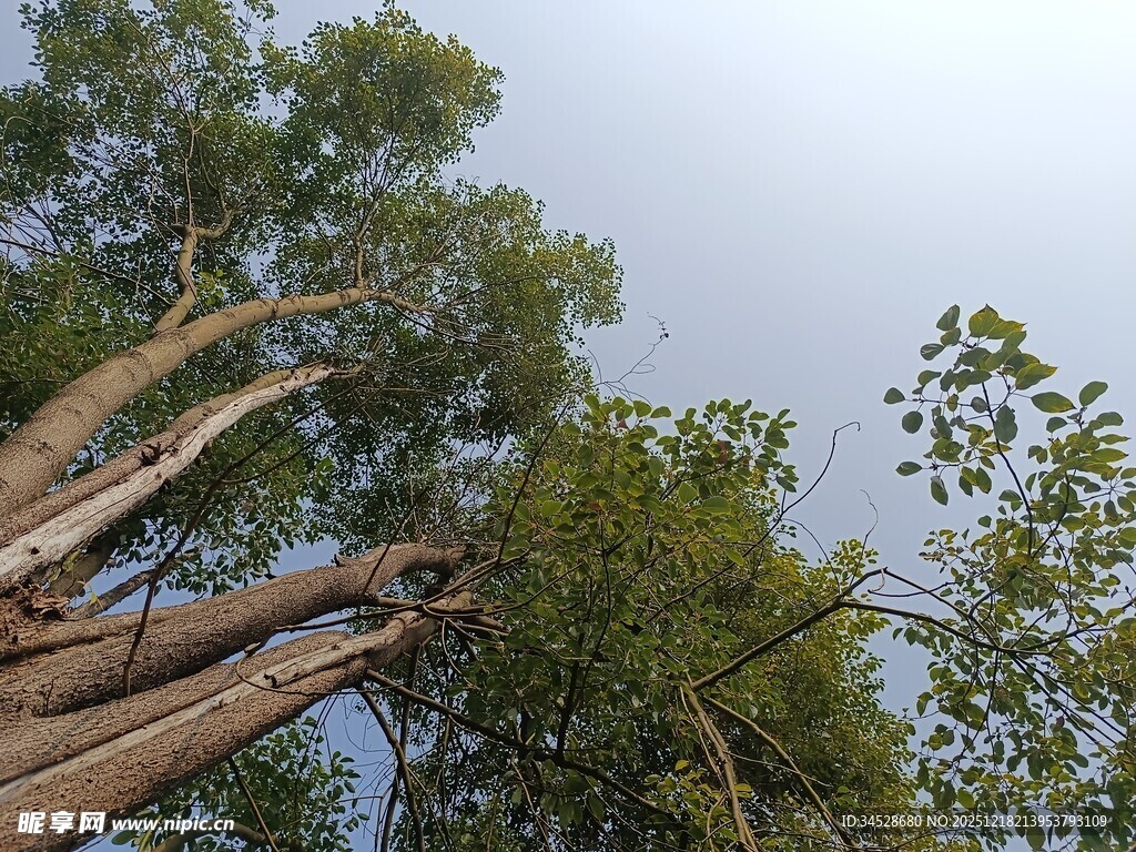 粗壮树干与繁茂枝叶
