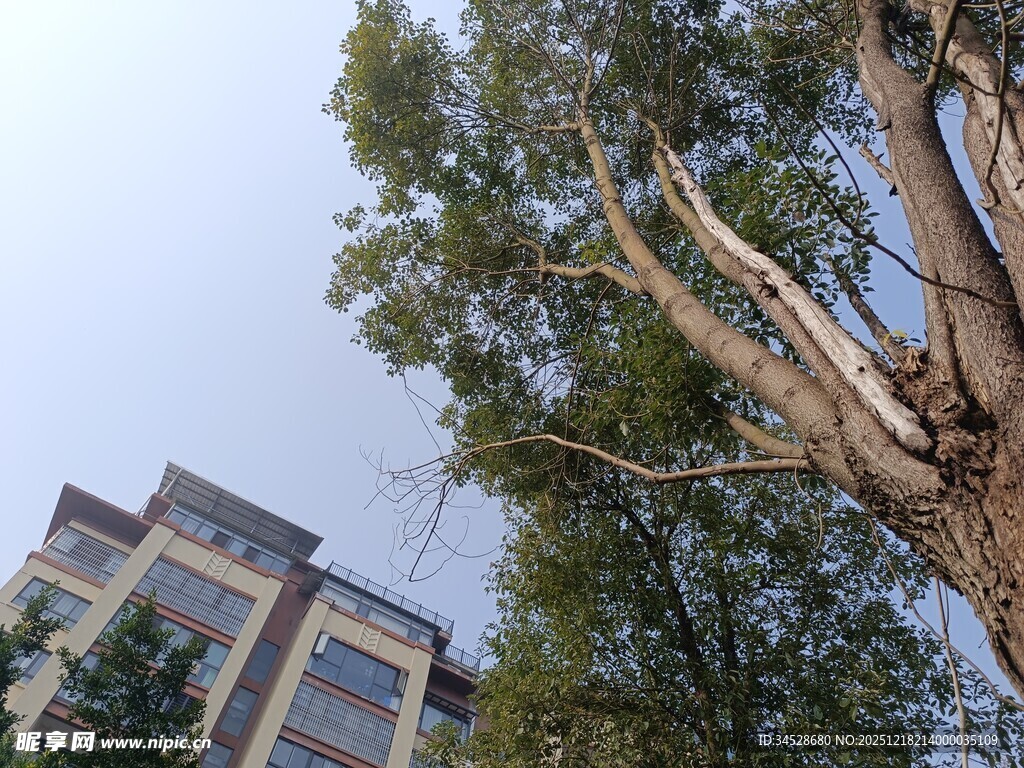 高楼旁挺拔的葱郁树木