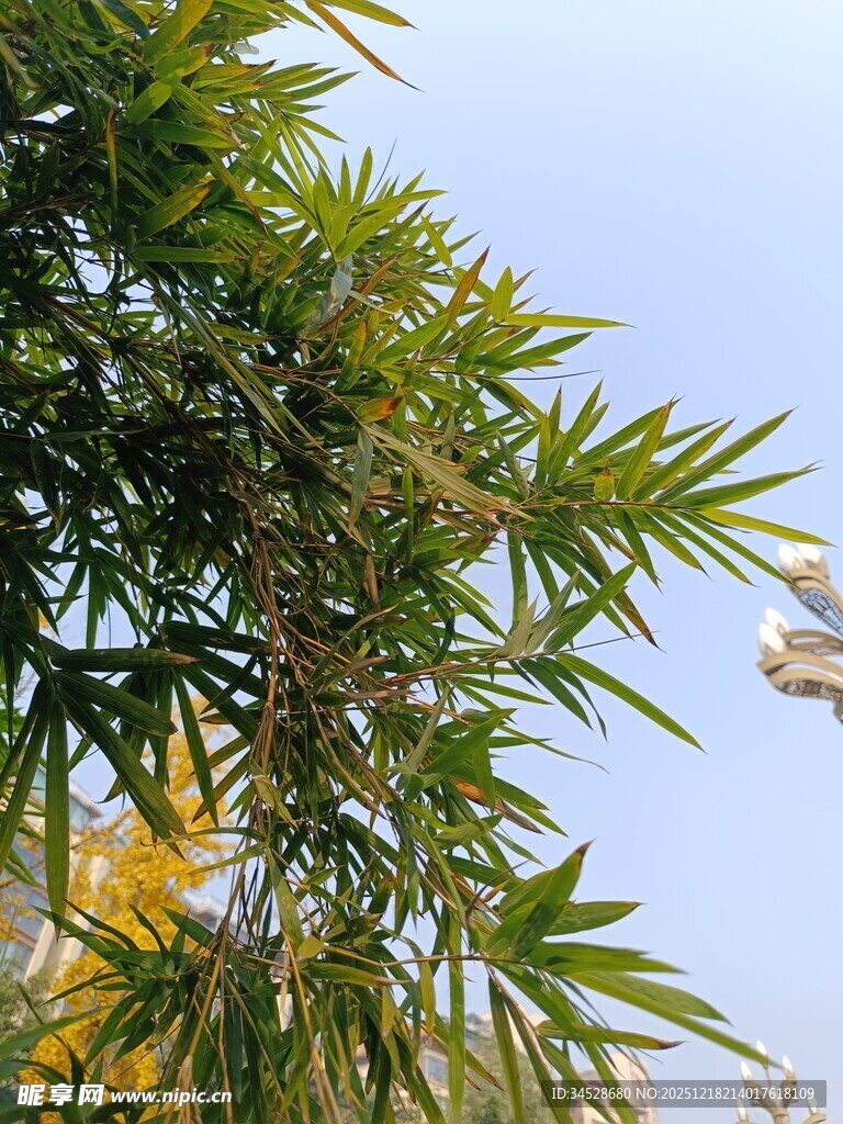 翠绿竹叶映蓝天