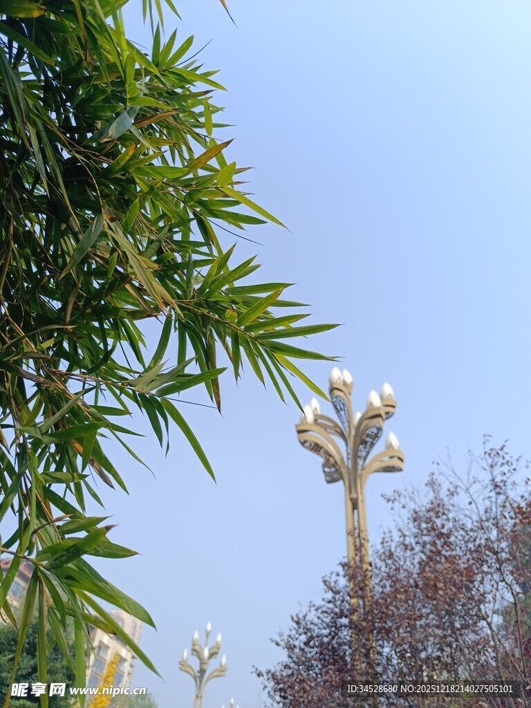 翠竹蓝天间的独特景致