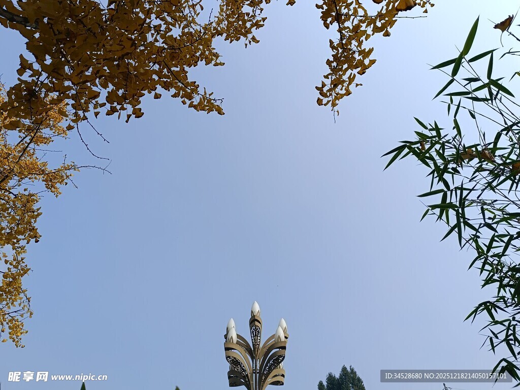 仰望蓝天与枝叶