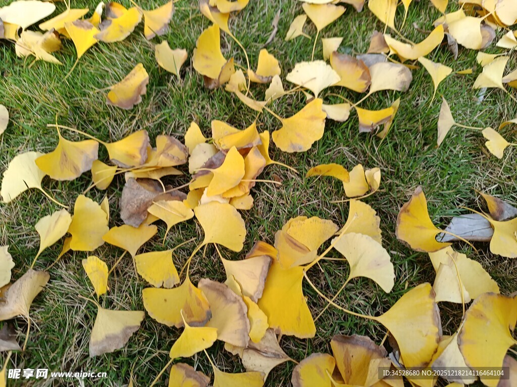 银杏落叶铺就秋日美景