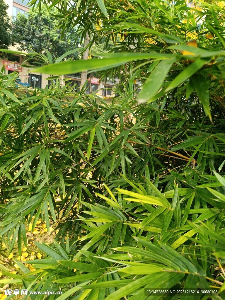 翠绿繁茂的竹林景观