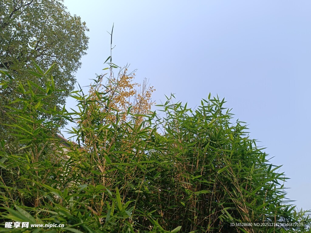 繁茂绿植与蓝天相映成趣