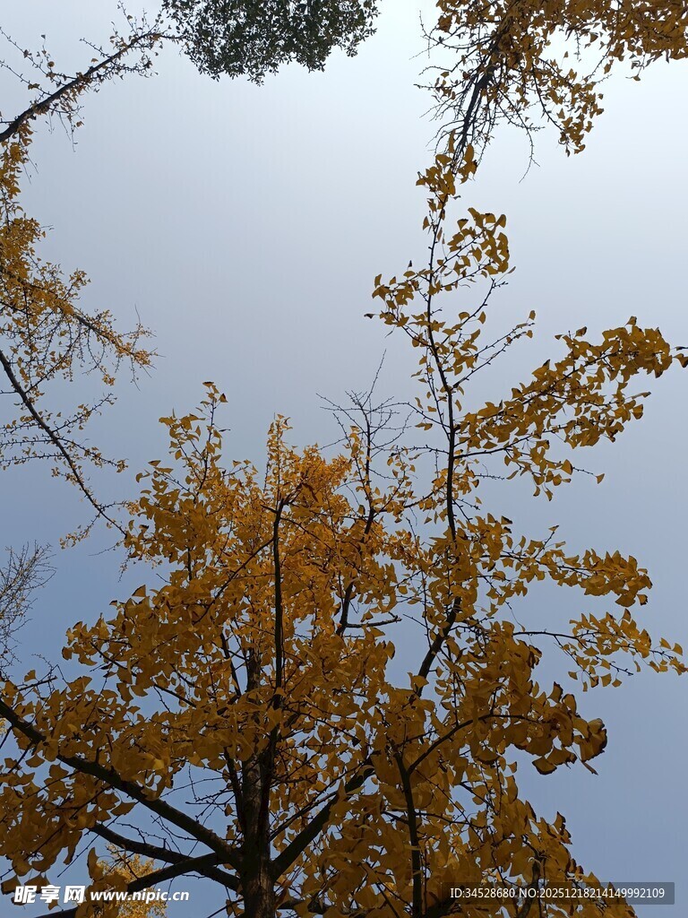 秋日银杏树冠仰望景象