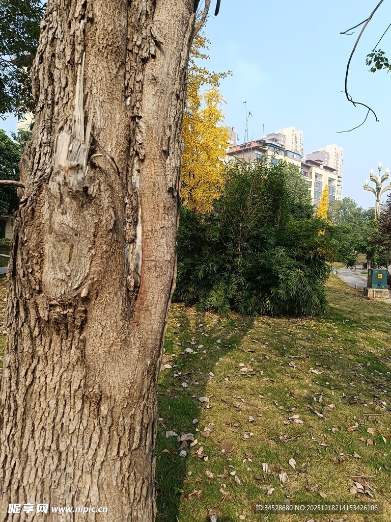 树干旁的秋日户外景致