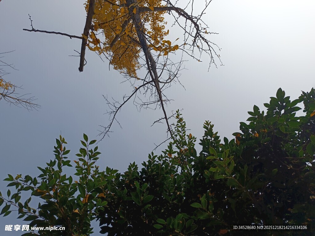 枝头黄叶与绿树相映