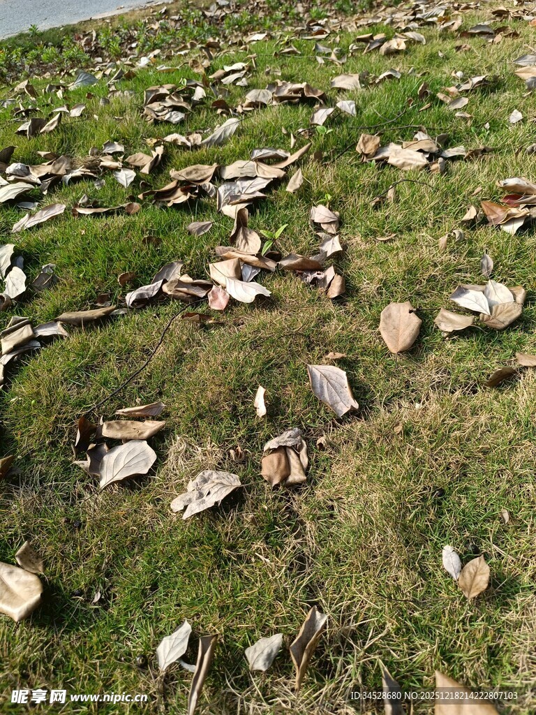 草地上的破碎陶瓷残片