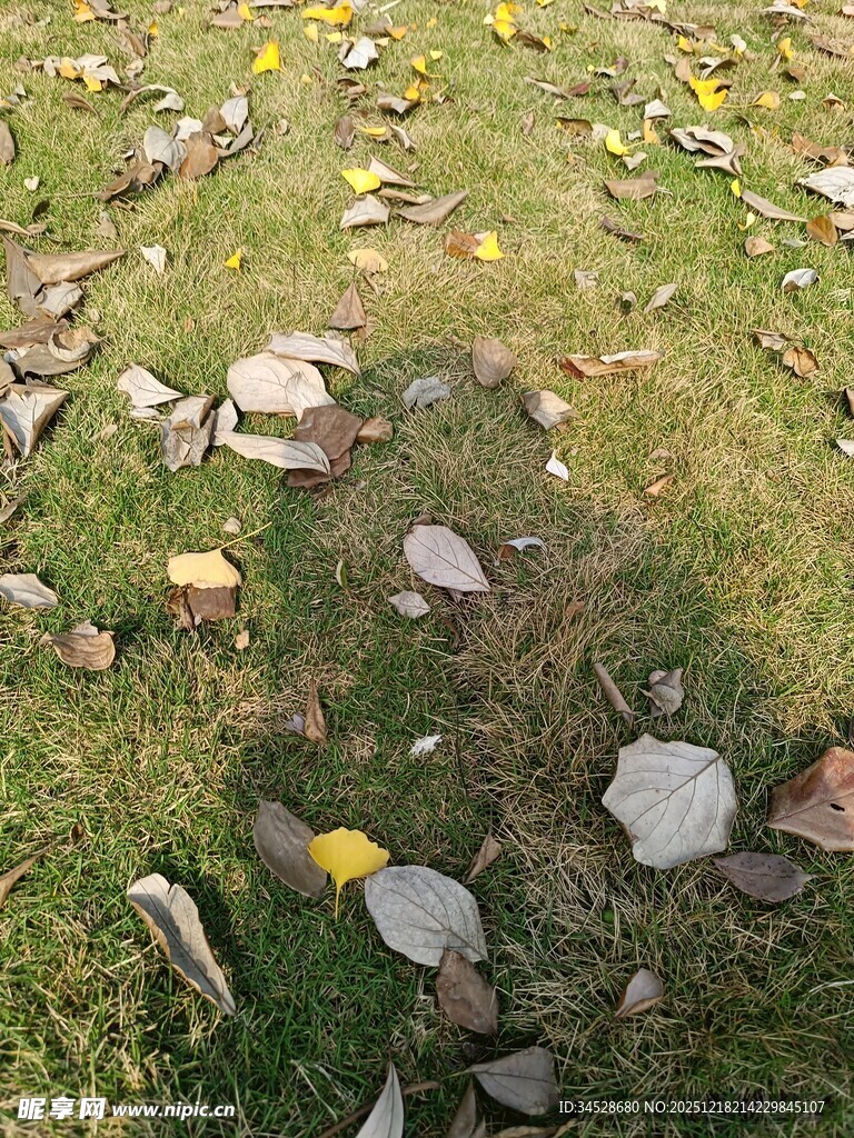 草地散落枯叶与石块