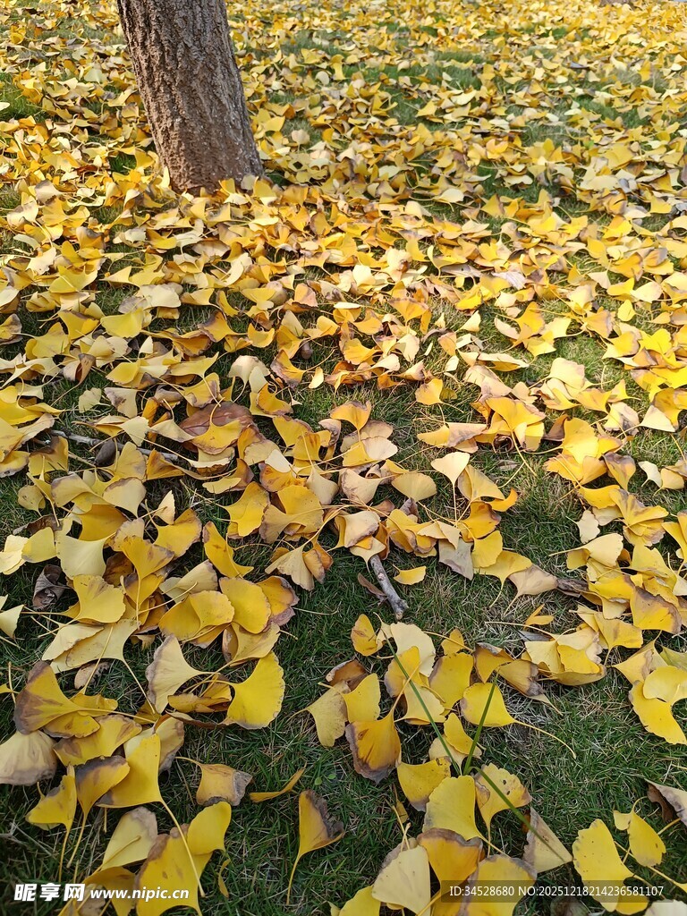 树下金黄银杏叶美景