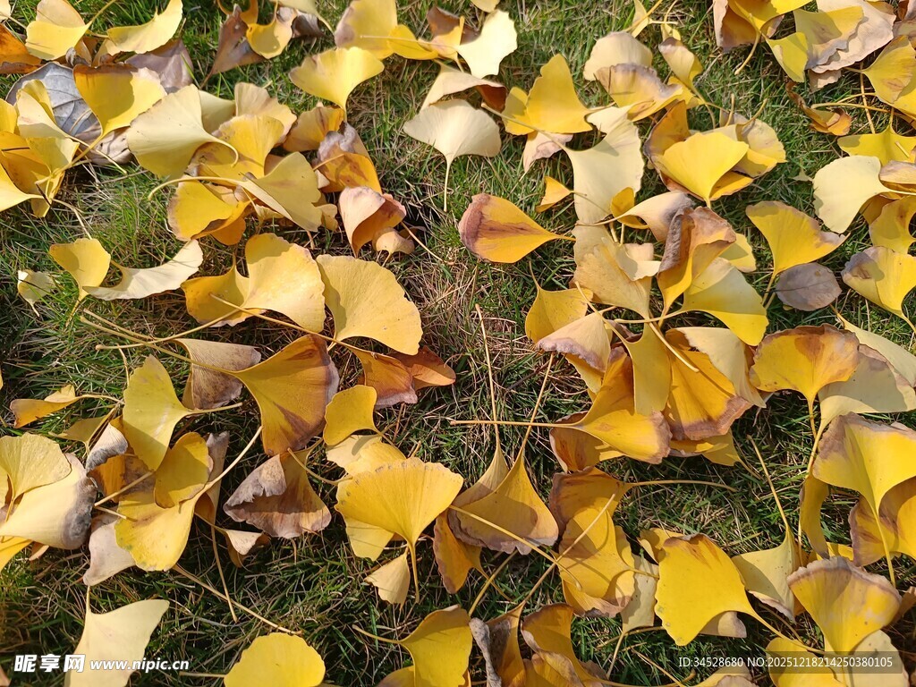 秋日地面的斑斓落叶