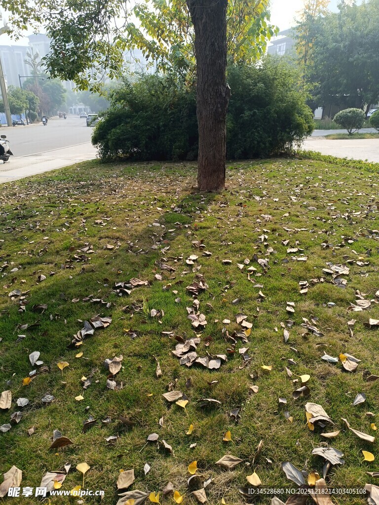 秋日树下落叶景致