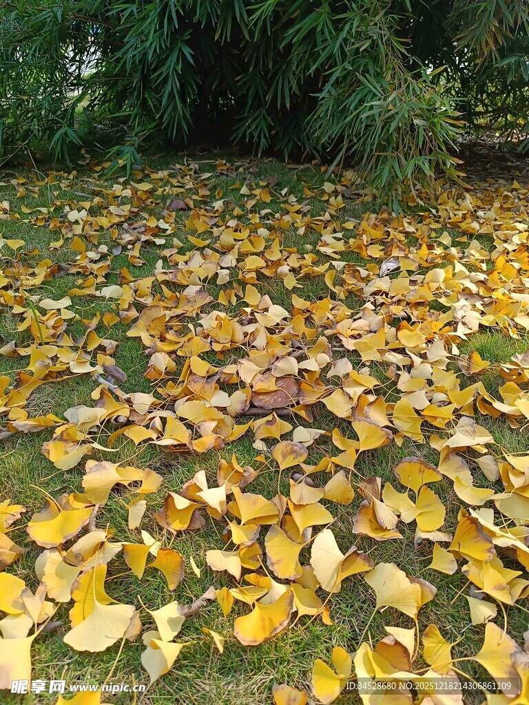 秋日草地落满金黄银杏叶